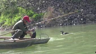 鱼网打鱼视频,捕捉海洋生命的精彩瞬间